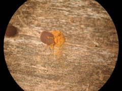 Perichaena quadrata