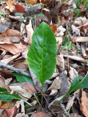Hieracium lachenalii