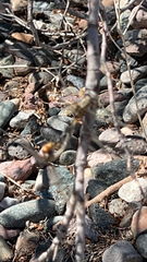 Gomphidae