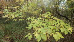 Lonicera canadensis
