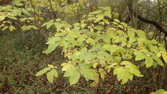 Lonicera canadensis