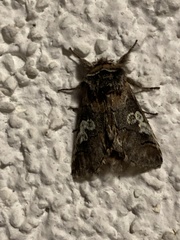 Diloba caeruleocephala