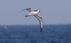 Pterodroma cookii