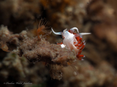 Flabellina dushia