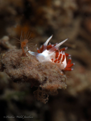 Flabellina dushia