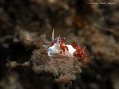 Flabellina dushia