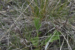 Potentilla pensylvanica