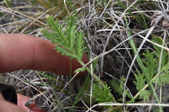 Potentilla pensylvanica