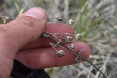 Potentilla pensylvanica