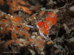 Coryphella verta
