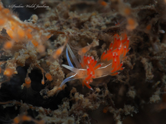 Coryphella verta