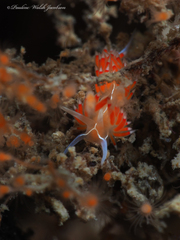 Coryphella verta