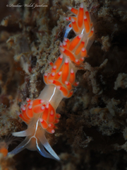 Coryphella verta
