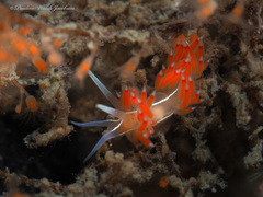 Coryphella verta
