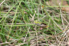 Stenobothrus lineatus