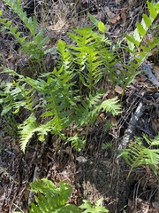 Polypodium californicum