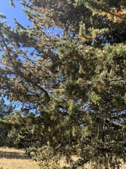 Pinus aristata