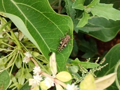 Trilophidia annulata