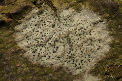 Lecidella elaeochroma