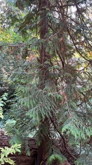 Equisetum telmateia