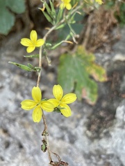 Lactuca acanthifolia
