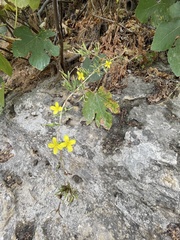 Lactuca acanthifolia