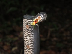 Ploeogaster