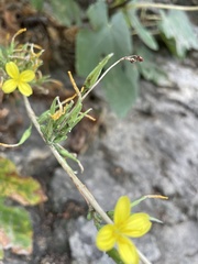 Lactuca acanthifolia