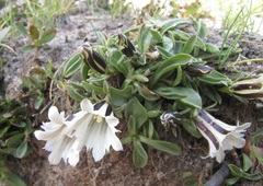 Gentiana newberryi tiogana