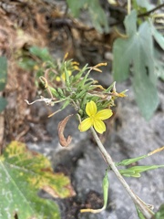 Lactuca acanthifolia