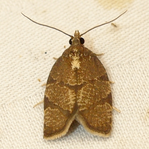 Hickory Leafroller Moth photo 5