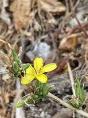 Lactuca acanthifolia