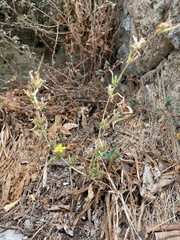 Lactuca acanthifolia