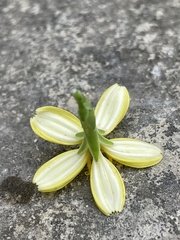 Lactuca acanthifolia