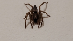 Gnaphosidae