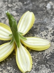 Lactuca acanthifolia