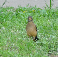 Turdus falcklandii