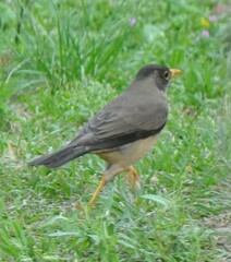 Turdus falcklandii