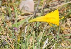 Narcissus bulbocodium