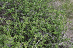Ribes oxyacanthoides