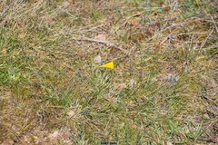 Narcissus bulbocodium