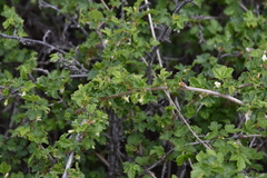 Ribes oxyacanthoides