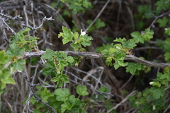 Ribes oxyacanthoides cognatum