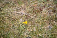 Narcissus bulbocodium