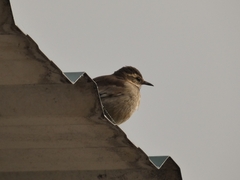 Cinclodes albiventris