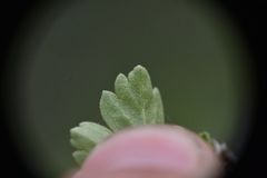 Ribes oxyacanthoides
