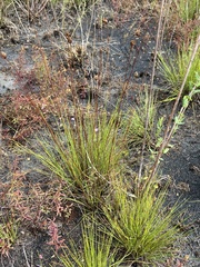 Xyris stenotera