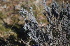 Lavandula pedunculata