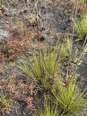 Xyris stenotera