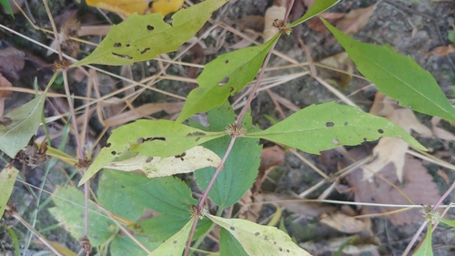 Taperleaf water horehound (Lycopus rubellus)